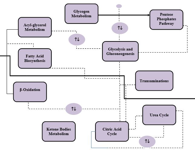 The Main Metabolic Pathways