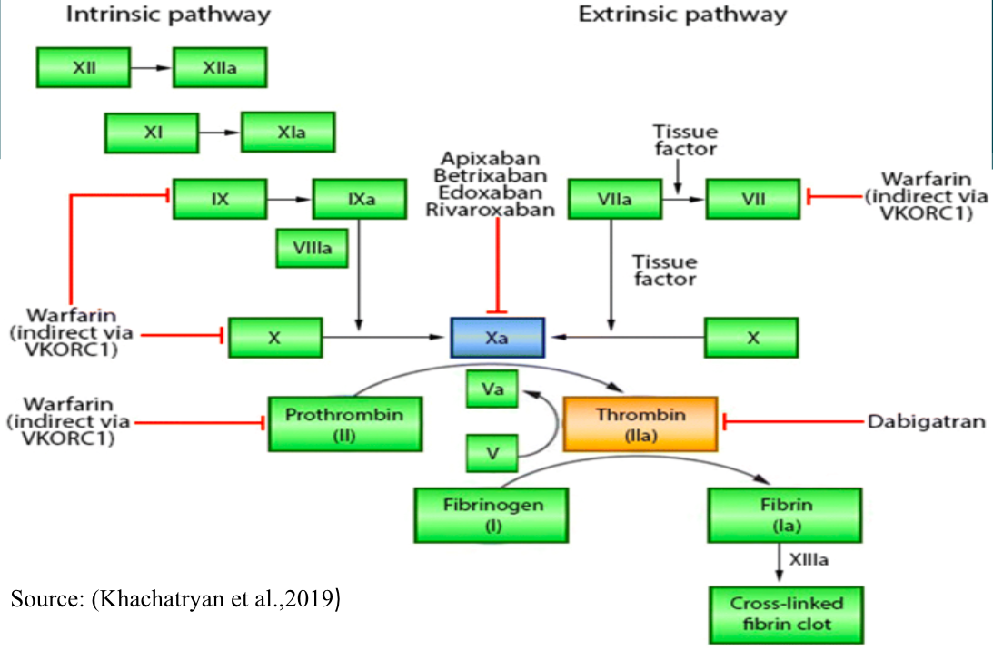 Rivaroxaban: Pharmacotherapeutics and Pharmacodynamics | Free Essay Sample